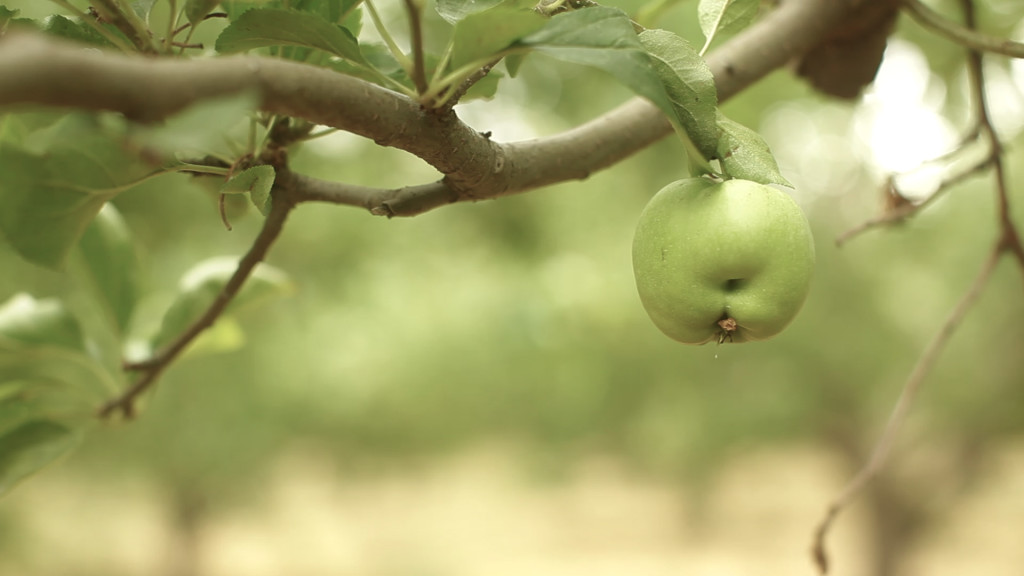 Stills from Virtue Cider Project